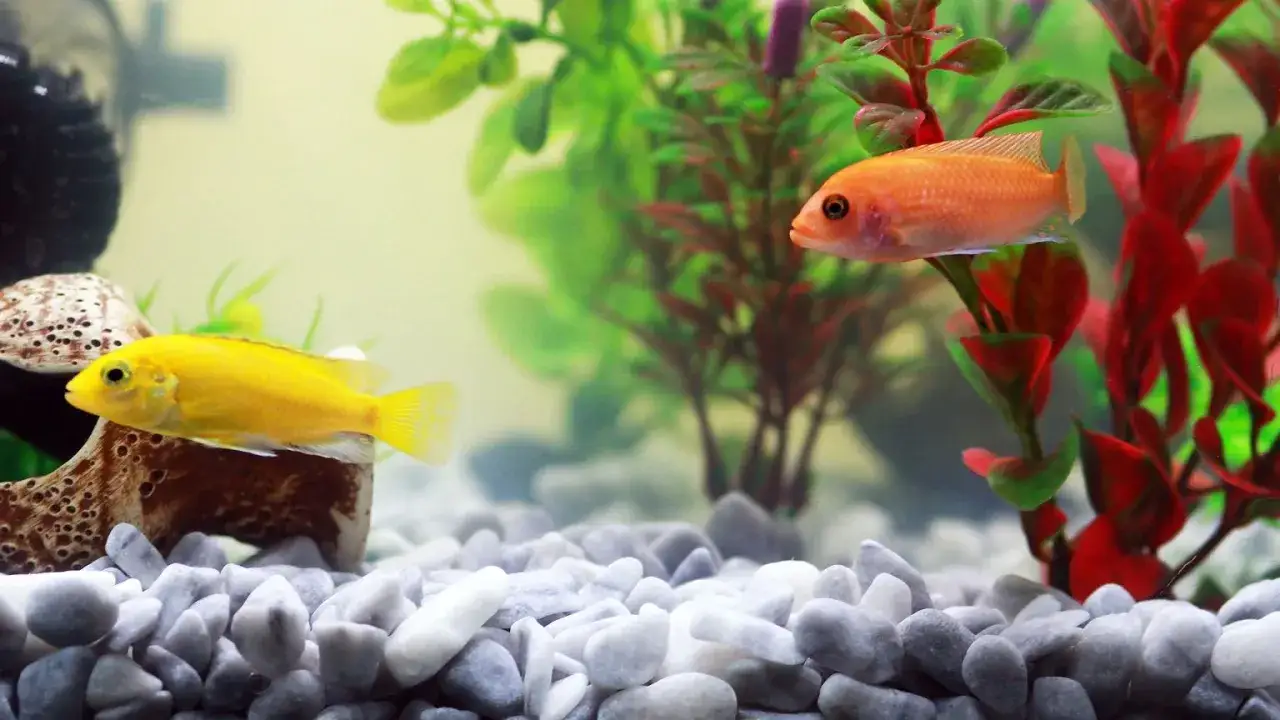 Zdjęcie Jakie rybki dla dziecka? 5 najlepszych gatunków i korzyści