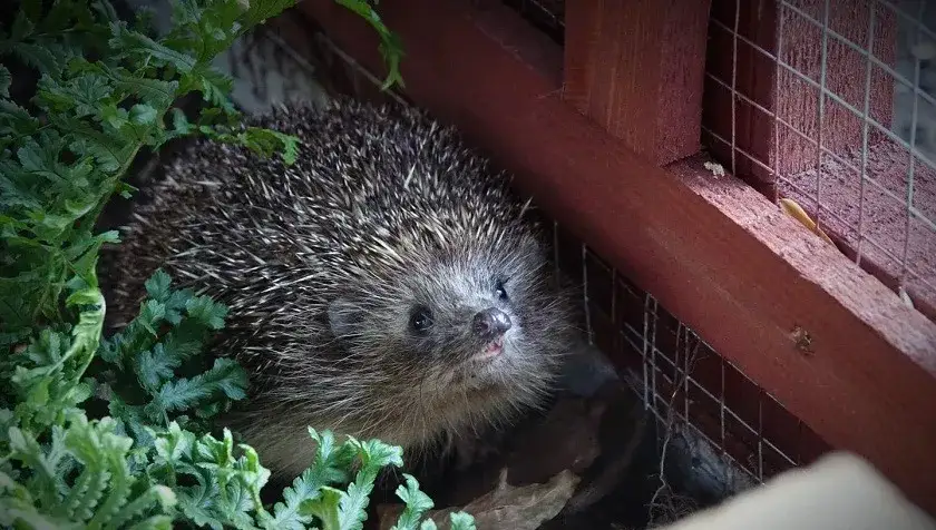 Zdjęcie Czy jeże zimują? Odkryj, jak hibernacja wpływa na ich przetrwanie