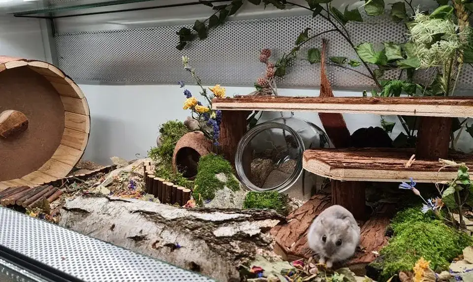 Zdjęcie Klatka czy akwarium dla chomika? Poznaj lepsze rozwiązania dla pupila