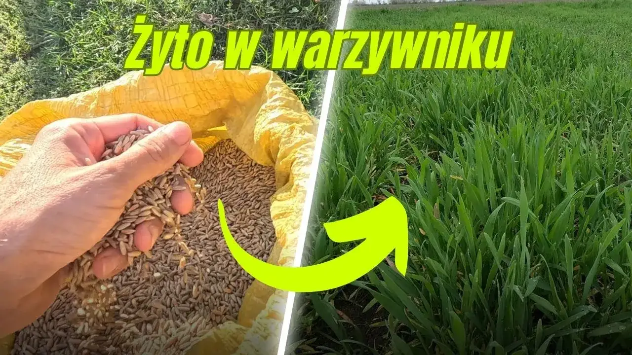 Zdjęcie Kiedy siać żyto na poplon, aby uniknąć problemów z glebą?