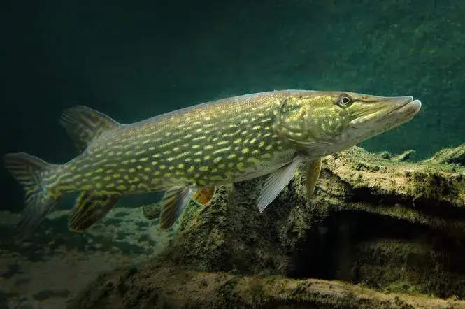 Zdjęcie Czym się żywi szczupak? Odkryj zaskakujące preferencje pokarmowe