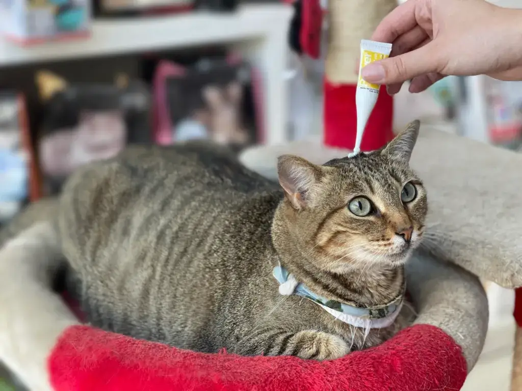 Zdjęcie Mi gato tiene pulgas y no sale de casa: soluciones efectivas y prevención