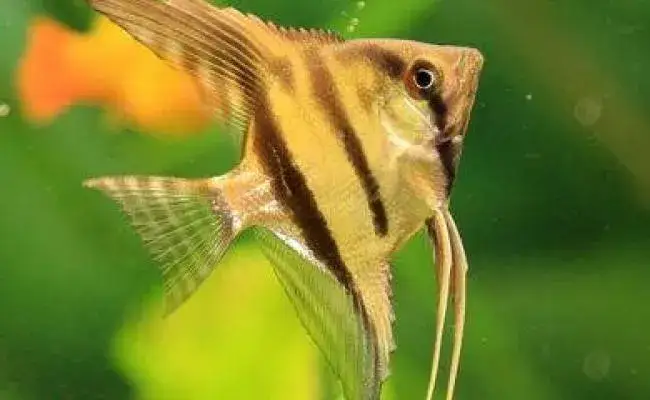 Zdjęcie Z jakimi rybami może być skalar? Najlepsze towarzystwo do akwarium