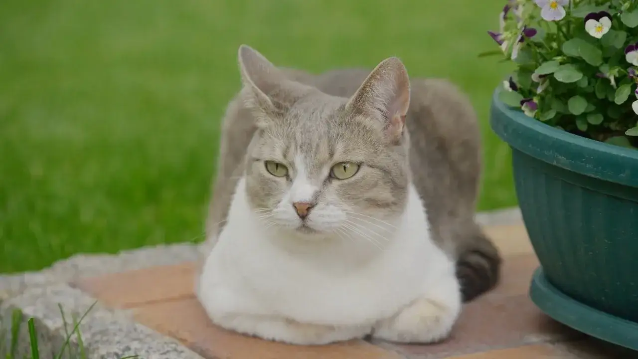 Zdjęcie Ile odrasta sierść kota? Poznaj czynniki wpływające na regrowth
