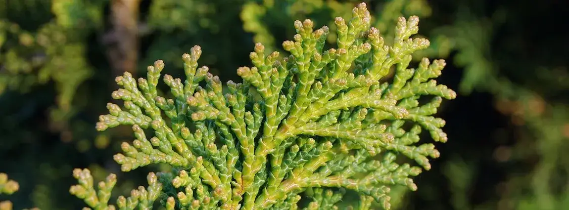 Zdjęcie Kiedy można przesadzać tuje, aby uniknąć szoku i zapewnić wzrost