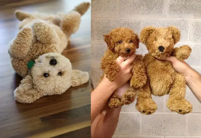 Zdjęcie Psy jak pluszowy miś rasa – urocze towarzysze dla każdego domu