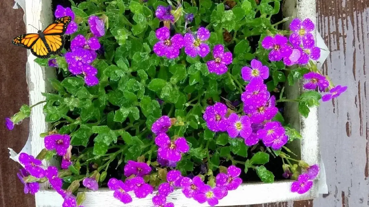 Zdjęcie Kiedy sadzić żagwin ogrodowy, aby uniknąć błędów i cieszyć się kwiatami