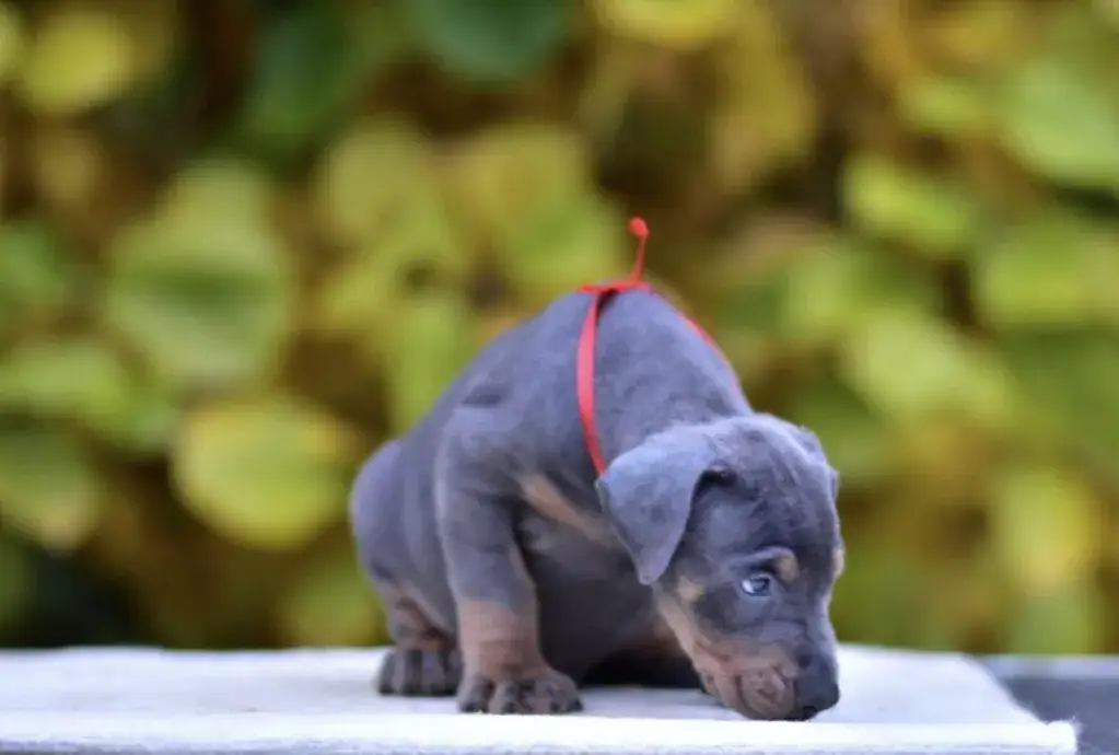 Zdjęcie Ile kosztuje doberman z hodowli? Ceny, które mogą Cię zaskoczyć