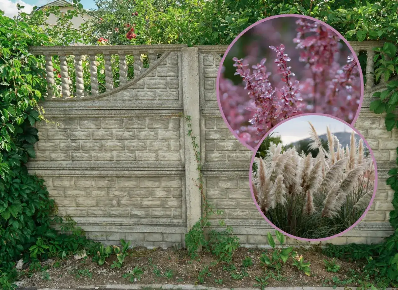 Zdjęcie Jakie krzewy posadzić przy siatce, aby stworzyć piękną osłonę?