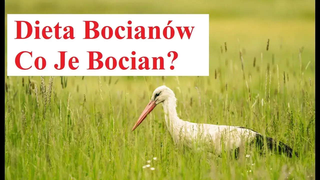 Zdjęcie Co zjada bocian? Odkryj zaskakującą dietę bociana białego