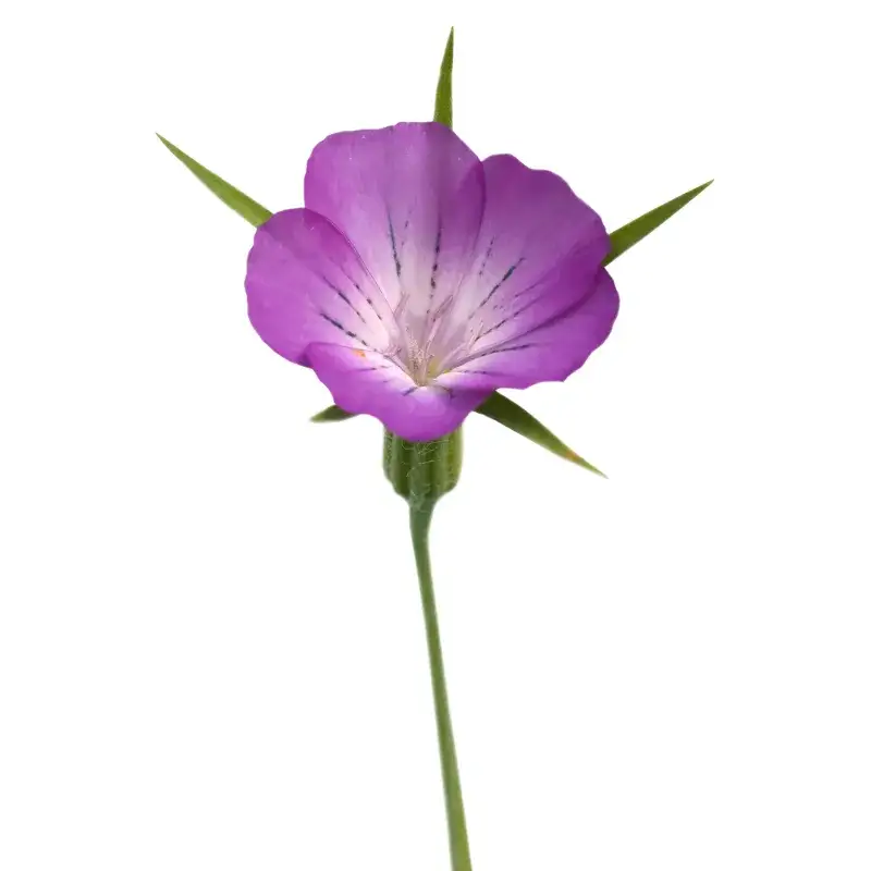 Zdjęcie Fioletowy chwast: rośliny, które zaskoczą w krzyżówkach