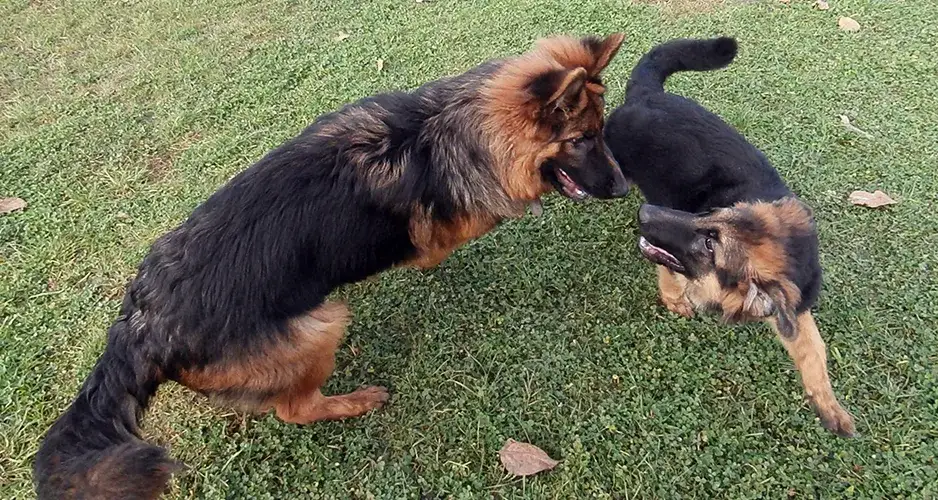 Zdjęcie Jak często kąpać owczarka niemieckiego długowłosego, aby nie zaszkodzić?