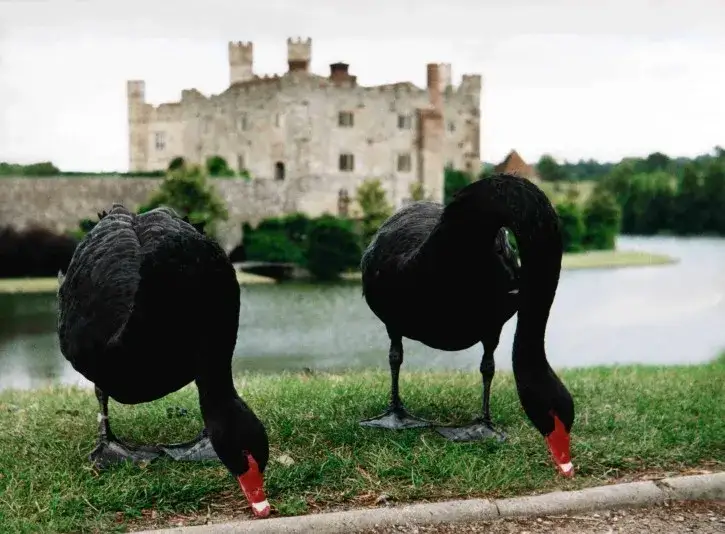 Zdjęcie Tajemnicze miejsca gdzie zimują łabędzie - lista zimowisk w Europie
