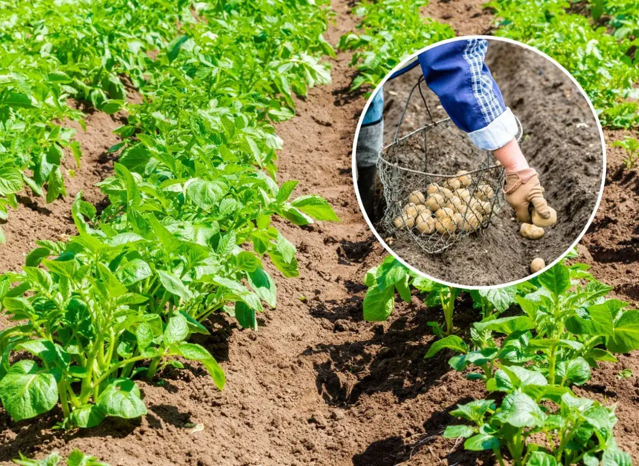 Zdjęcie Kiedy sadzić ziemniaki do gruntu? Najlepszy termin i wskazówki