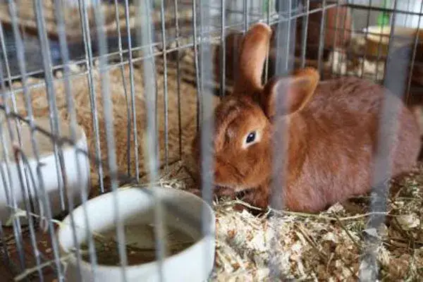 Zdjęcie Czy królik może być sam w klatce? Fakty i zalecenia opieki