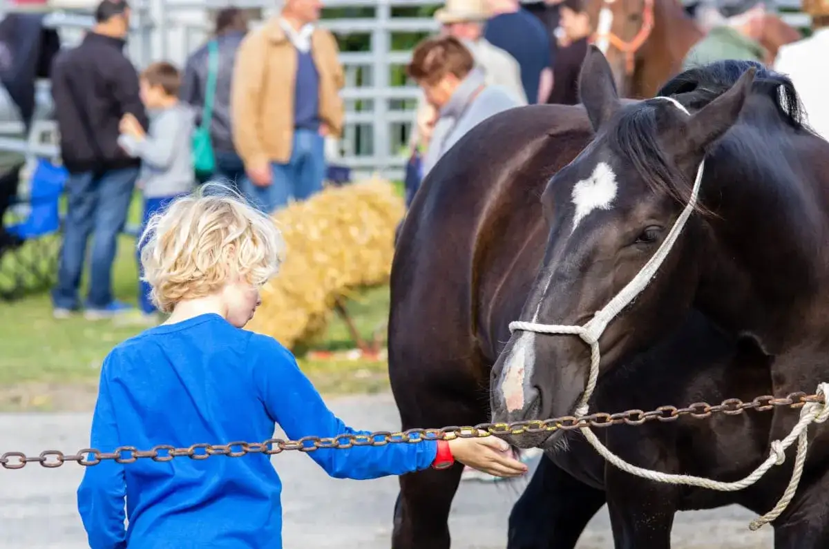 Zdjęcie Czy hodowla koni jest opłacalna? Sprawdź koszty i zyski