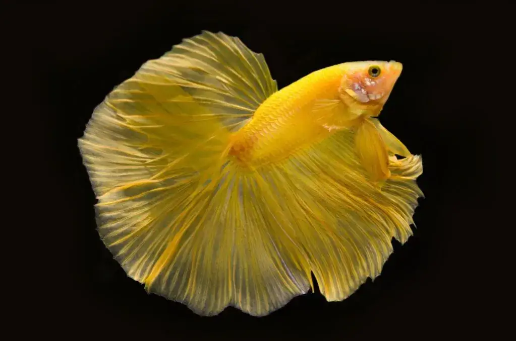 Zdjęcie Ile kosztuje rybka bojownik? Ceny i czynniki wpływające na wybór