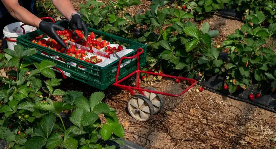 Zdjęcie Ile można zarobić na truskawkach w Polsce - prawda o zarobkach sezonowych