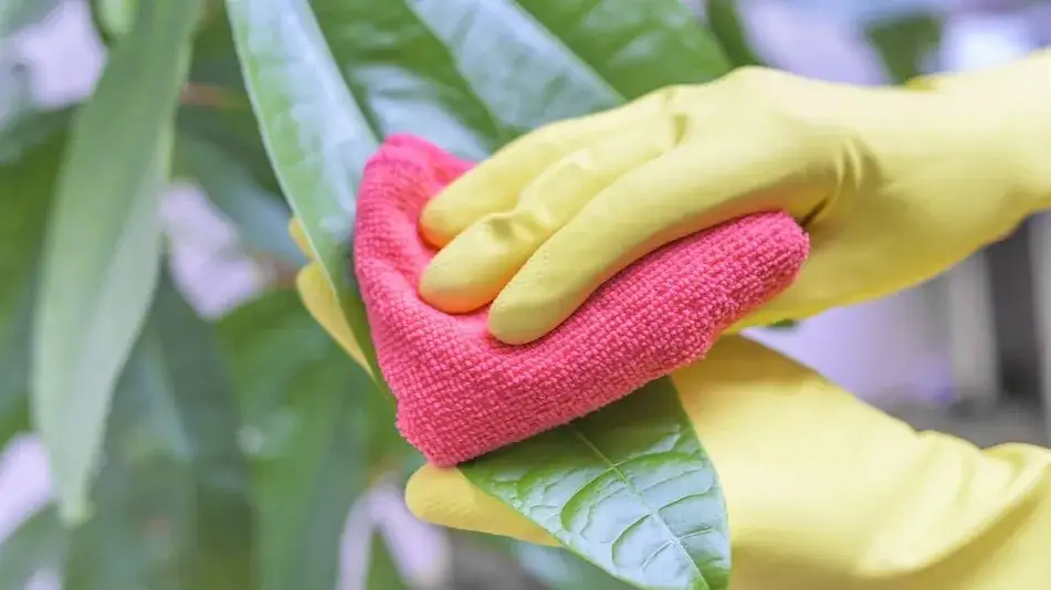 Zdjęcie Czym myć liście kwiatów, aby uniknąć ich uszkodzenia i brudu?