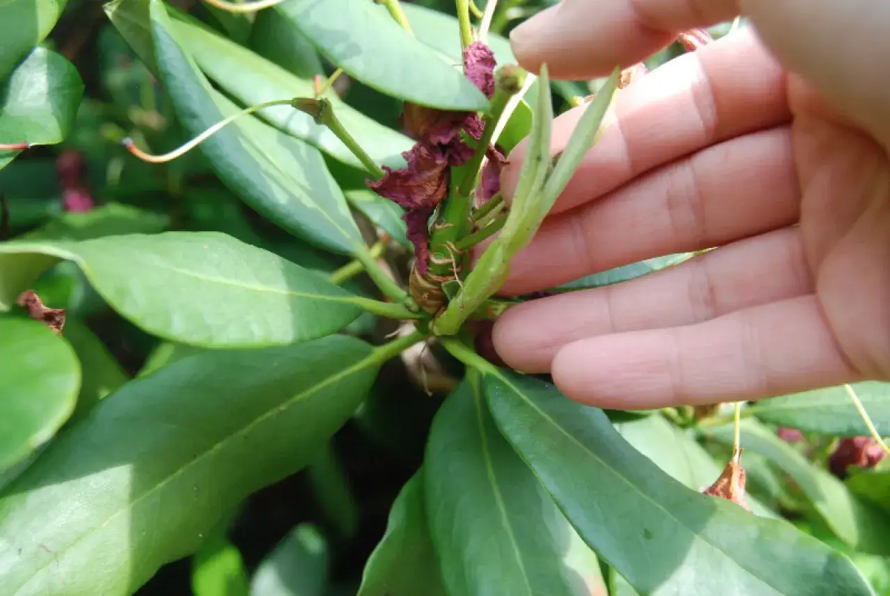 Zdjęcie Jak przycinać rododendrony po przekwitnięciu, aby uniknąć błędów