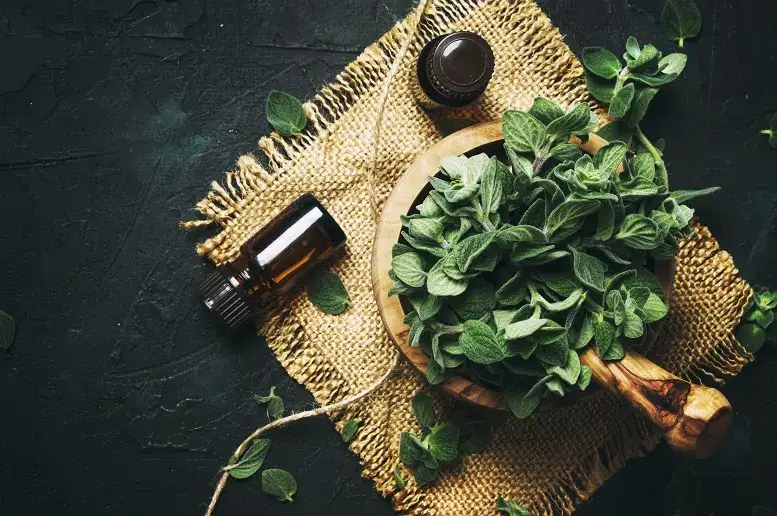 Zdjęcie Olej z oregano na co pomaga - odkryj jego niezwykłe właściwości zdrowotne