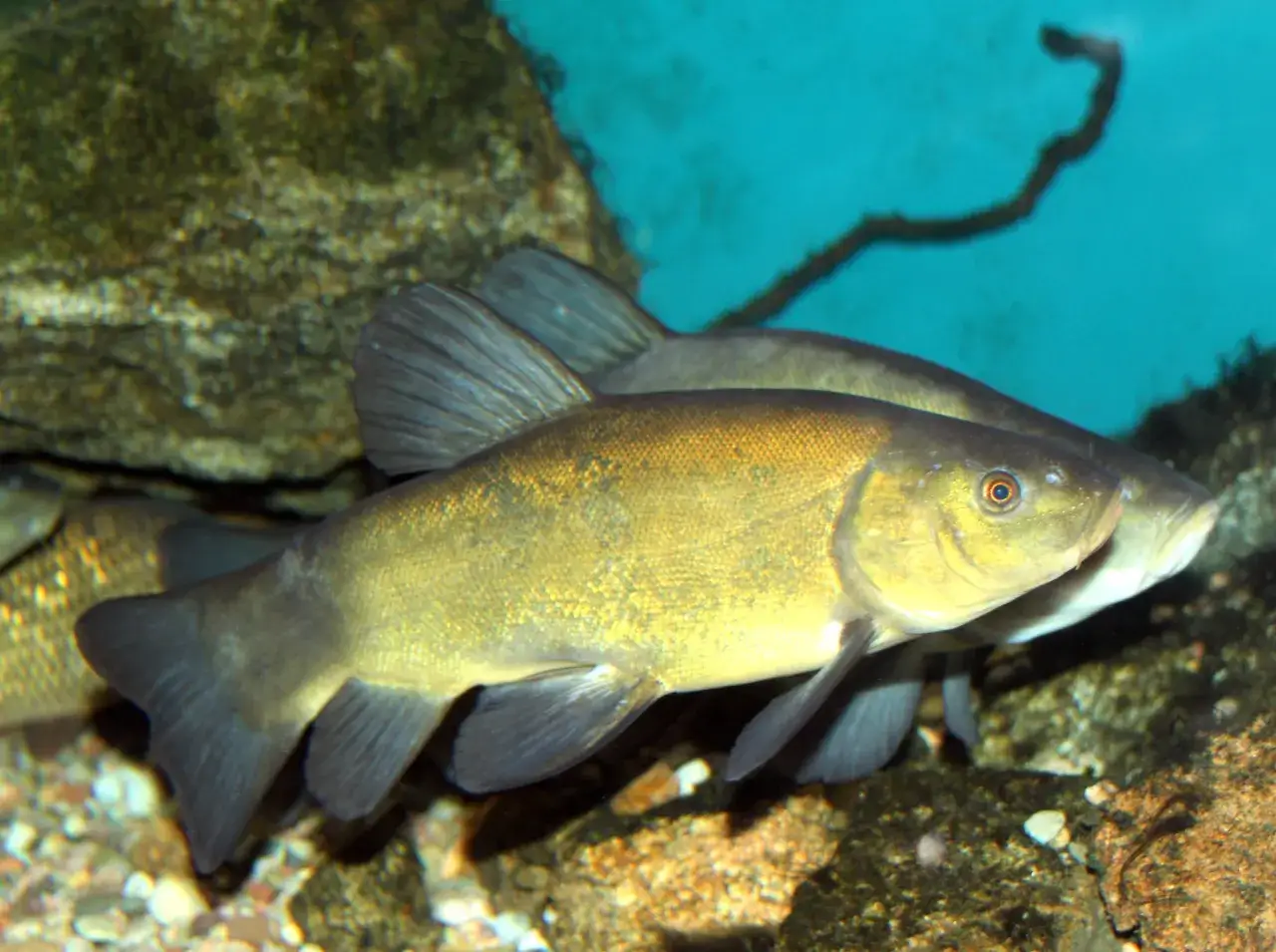 Zdjęcie Jak wygląda lin? Ciekawe cechy, które musisz znać o tej rybie