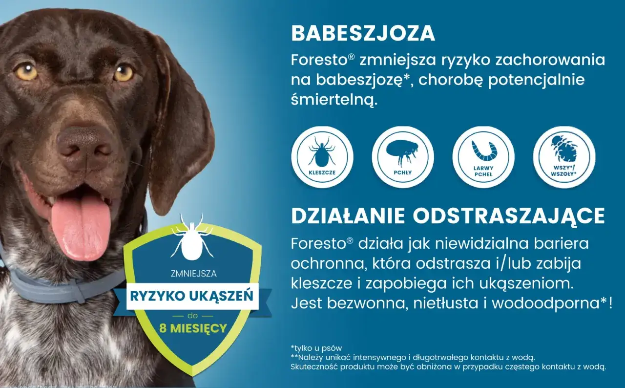 Zdjęcie Czy obroża na pchły jest skuteczna? Sprawdź, co mówią właściciele zwierząt