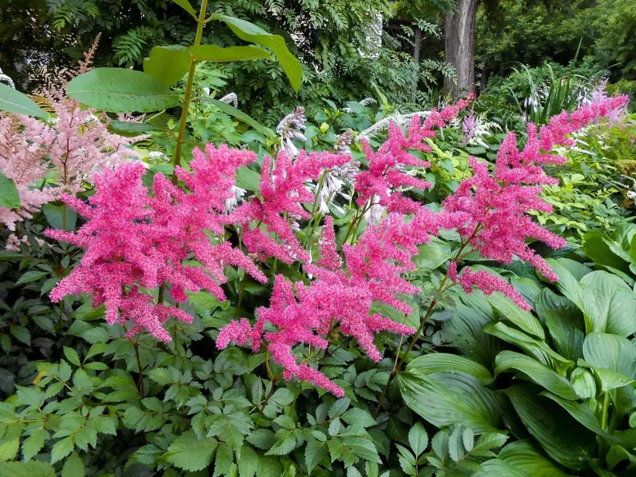 Zdjęcie Jak sadzić kwiaty w ogrodzie - unikaj błędów i ciesz się pięknem