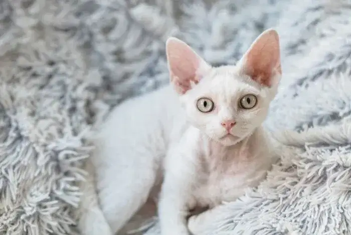 Zdjęcie Białe koty Devon Rex: cechy, wzory i jak o nie dbać