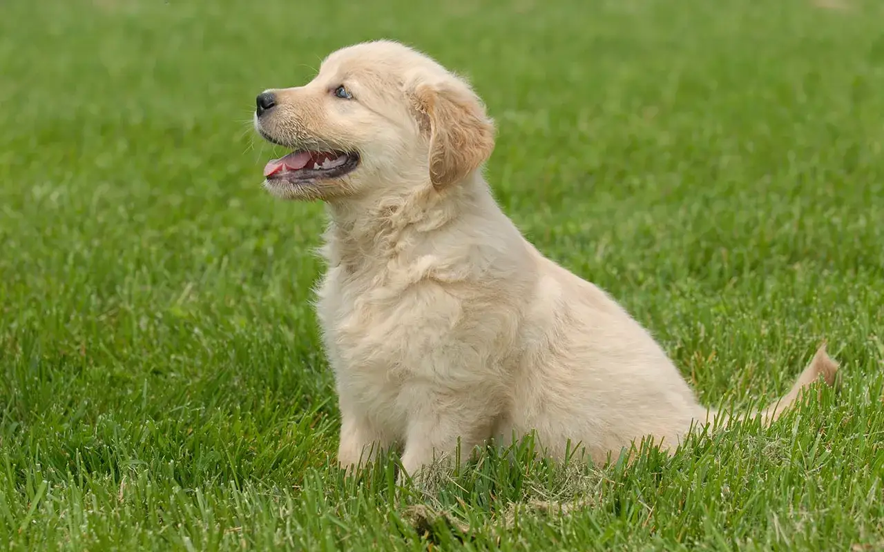Zdjęcie Czy golden retriever lubi dzieci? Odkryj, jak zapewnić bezpieczeństwo
