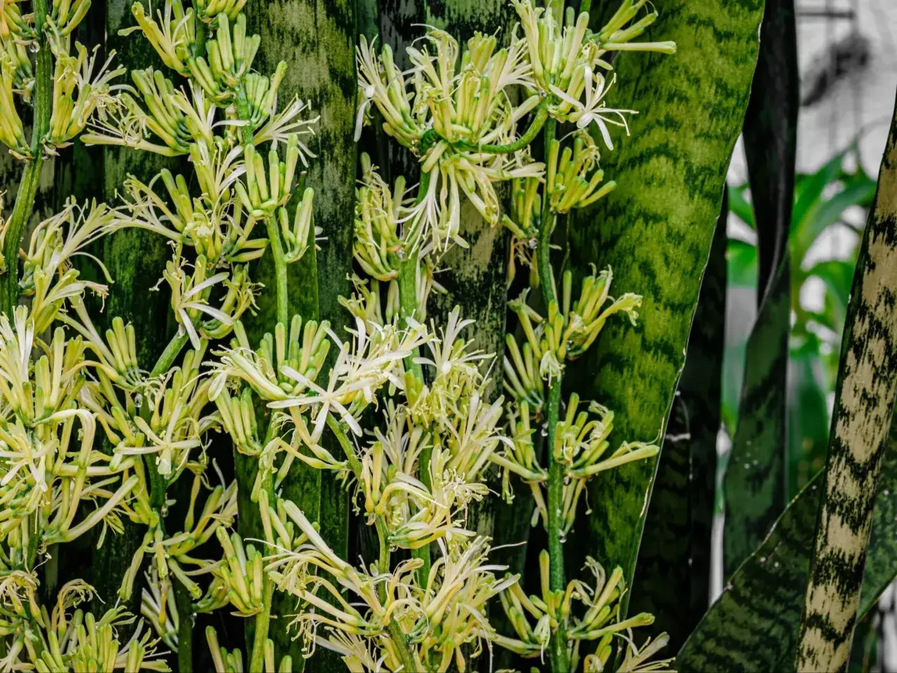 Zdjęcie Jak kwitnie wężownica? Odkryj sekrety jej pięknych kwiatów