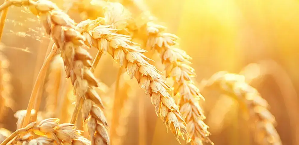 Zdjęcie Chwast przytulia czepna - jak skutecznie go zidentyfikować i zwalczyć