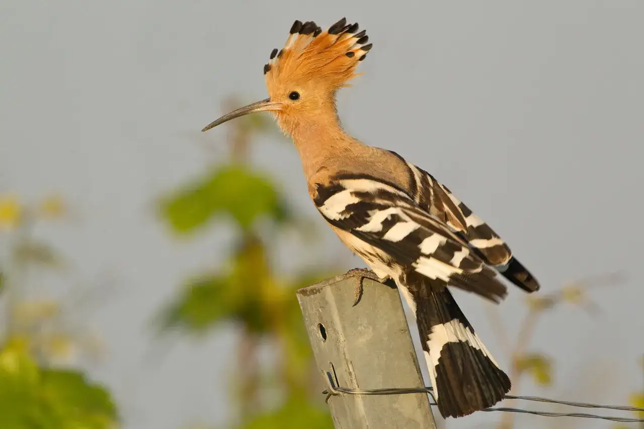 Zdjęcie Gdzie zimuje dudek? Odkryj zaskakujące miejsca jego wędrówki
