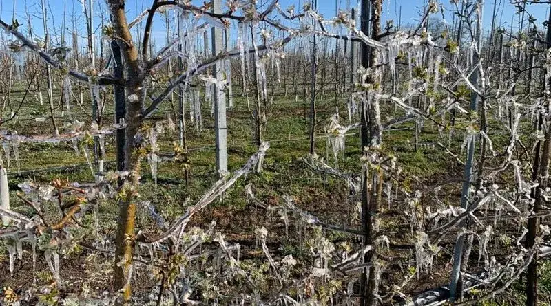 Zdjęcie Skuteczne zwalczanie mokrzycy - uniknij strat w uprawach rolnych
