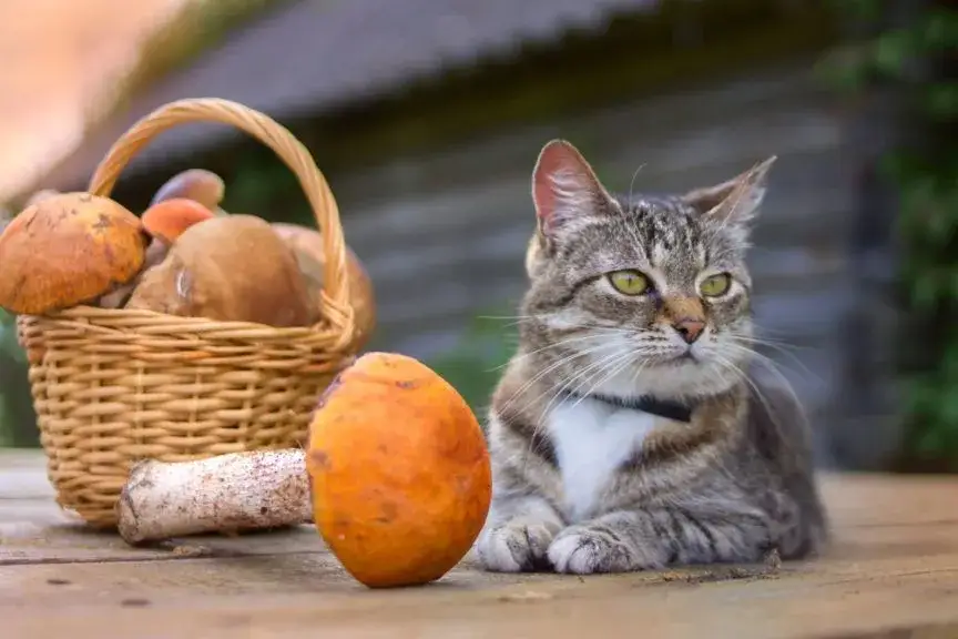 Zdjęcie Czy koty mogą jeść grzyby? Dowiedz się o niebezpieczeństwie dla zdrowia