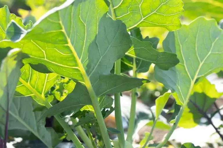 Zdjęcie Kiedy kalarepa w sezonie? Od wiosny do jesieni uprawa i zbiory