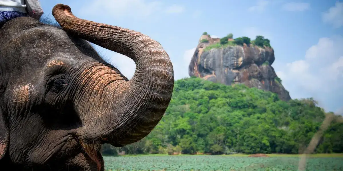 Zdjęcie Czy słonie są zagrożone wyginięciem? Przyczyny, status i jak je chronić