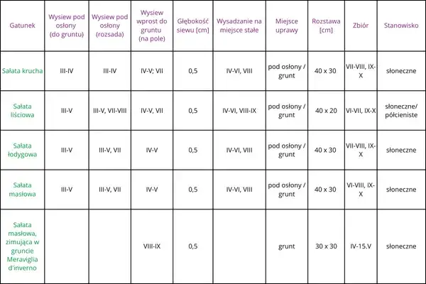 Zdjęcie Do kiedy siać sałatę? Kalendarz siewu i odmiany na cały rok
