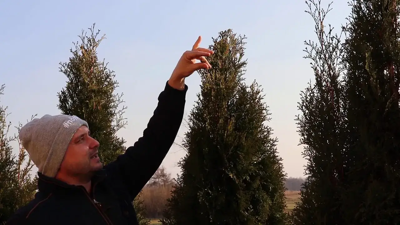 Zdjęcie Jak zagęścić tuje? Sprawdzone metody na bujniejsze krzewy