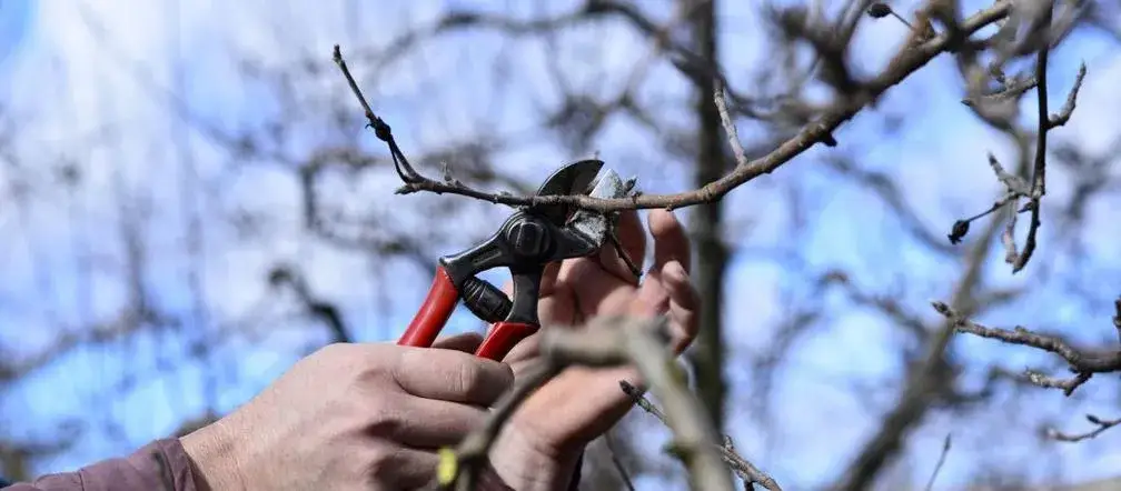 Zdjęcie Jak przycinać morwę, aby uniknąć błędów i zapewnić zdrowy wzrost
