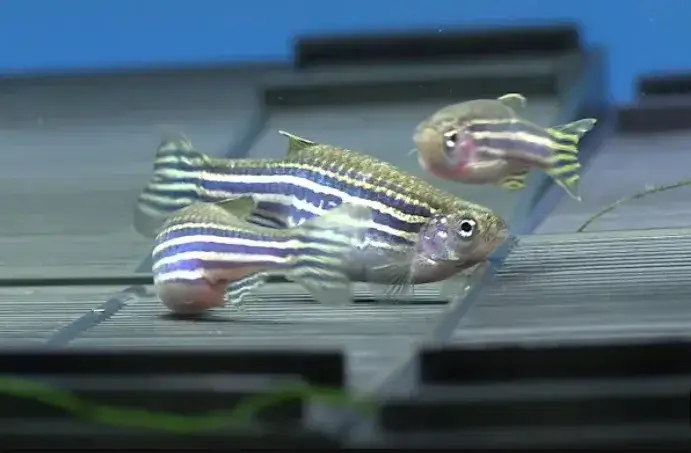 Zdjęcie Ile trwa ciąża u rybek akwariowych? Sprawdź gatunki i opiekę