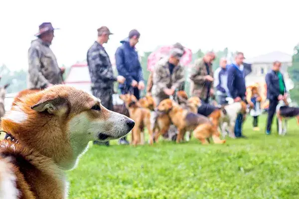 Zdjęcie Jak założyć hodowlę ZKwP i uniknąć najczęstszych błędów