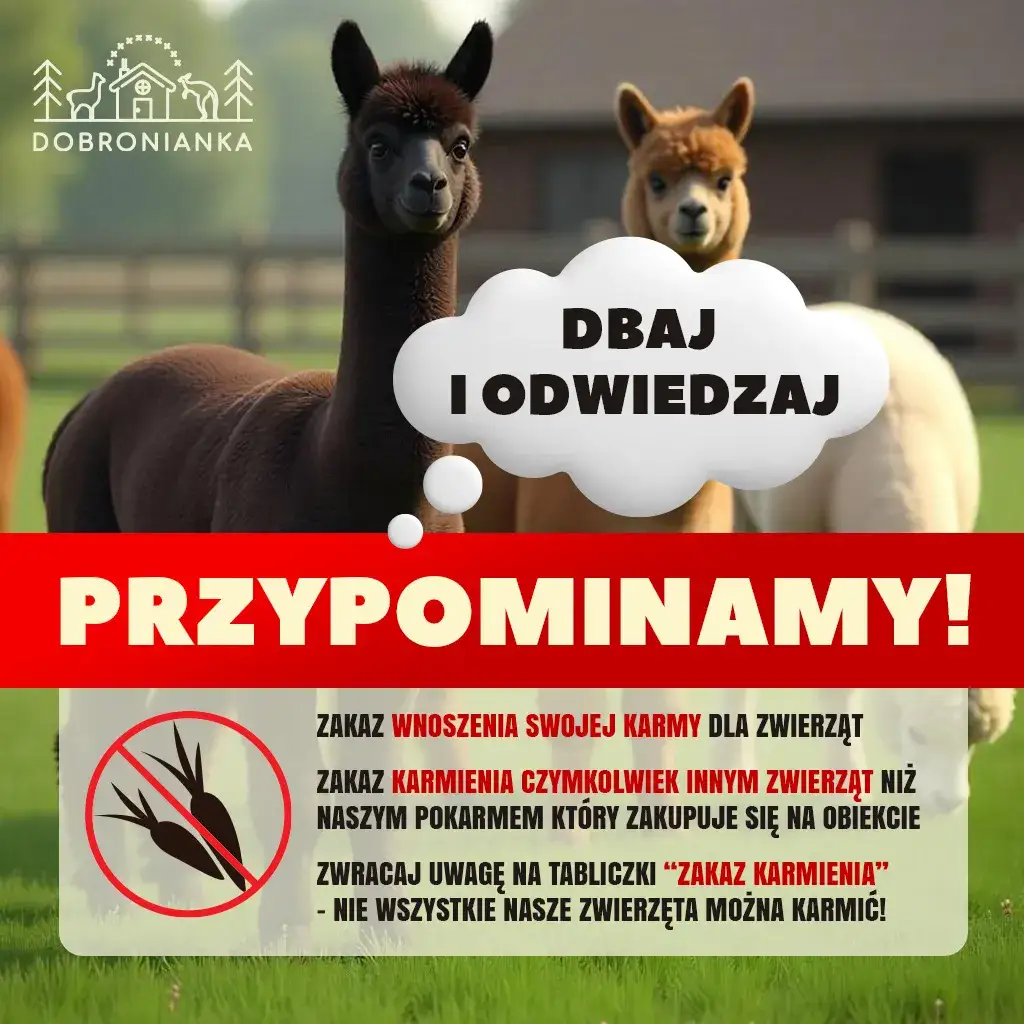 Zdjęcie Atrakcje w Dobroniu, które zaskoczą każdego odwiedzającego
