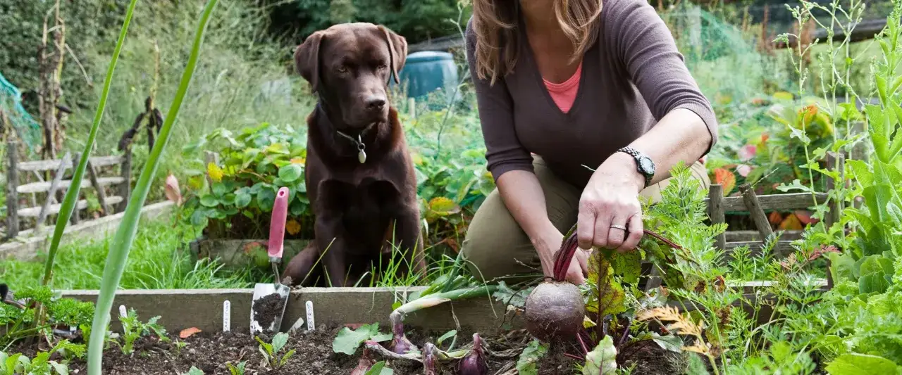 Zdjęcie Czy pies może jeść buraki? Bezpieczne przygotowanie i korzyści zdrowotne