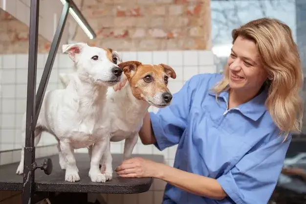 Zdjęcie Czy weterynarz to doktor? Prawda o tytułach i kwalifikacjach