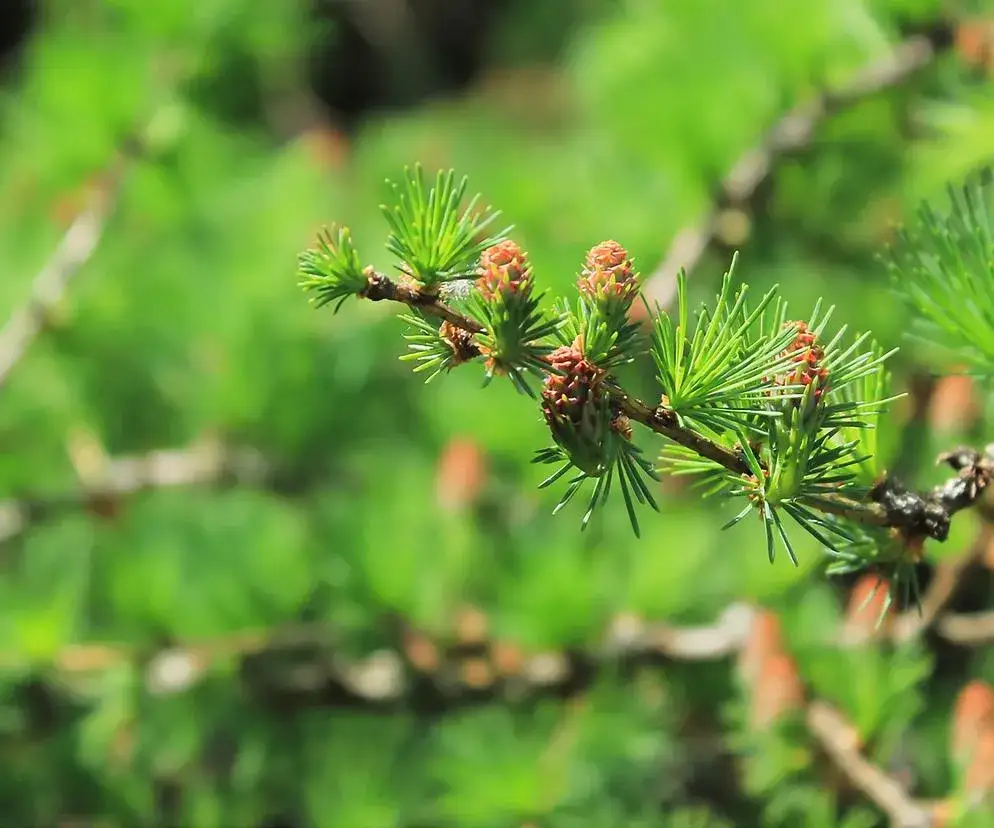 Zdjęcie Kiedy sadzić modrzew, aby uniknąć błędów i zapewnić wzrost