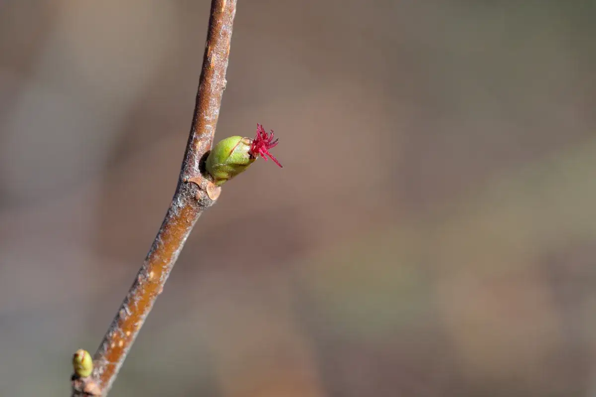 kwiaty leszczyny męskie i żeńskie