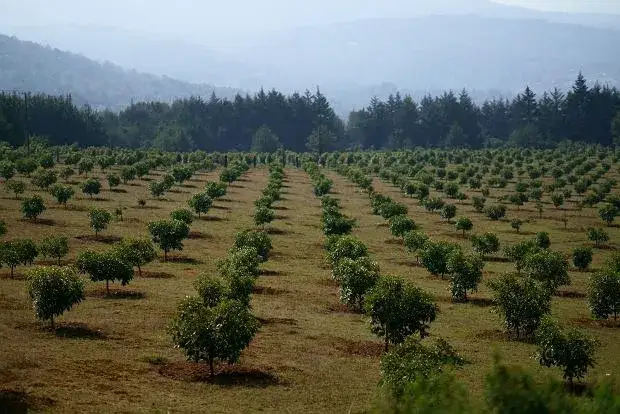 plantacja awokado Meksyk Michoac&aacute;n