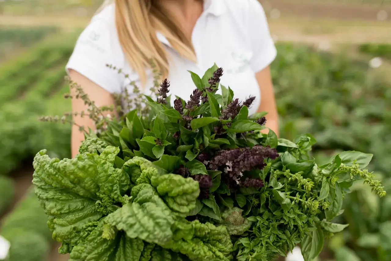 Kobieta trzyma bukiet świeżej bazylii, pokazując, jak dbać o zioła. Widać różne odmiany, w tym z fioletowymi kwiatostanami.