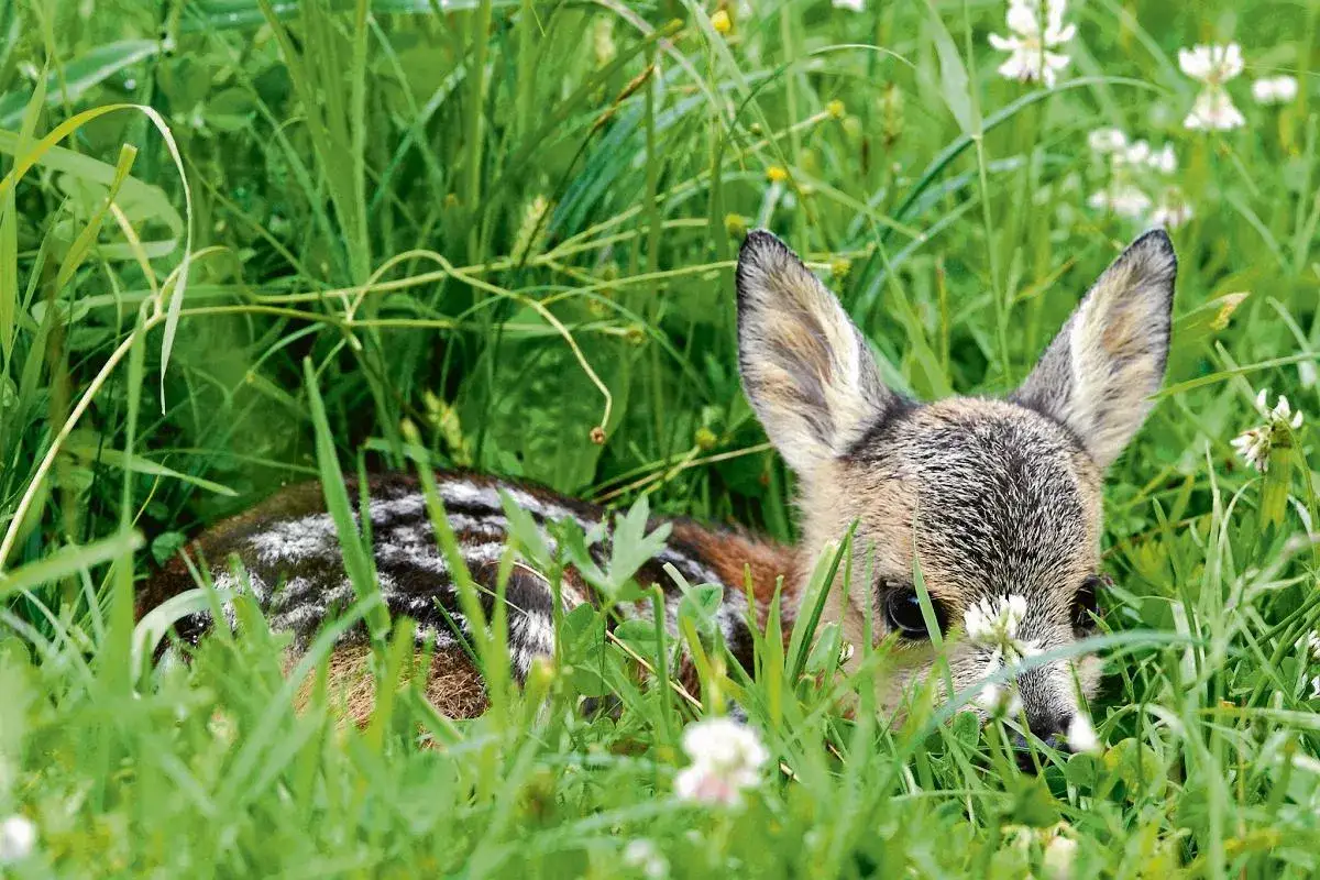 Małe sarenki ukryte w trawie, gdzie szukają pożywienia. Widać ich futerko w białe cętki i czujne uszy.